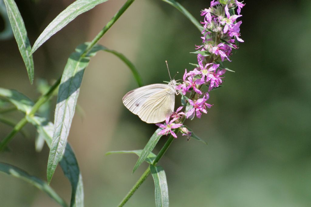 Pieris? Leptidea sp. e Pieris napi